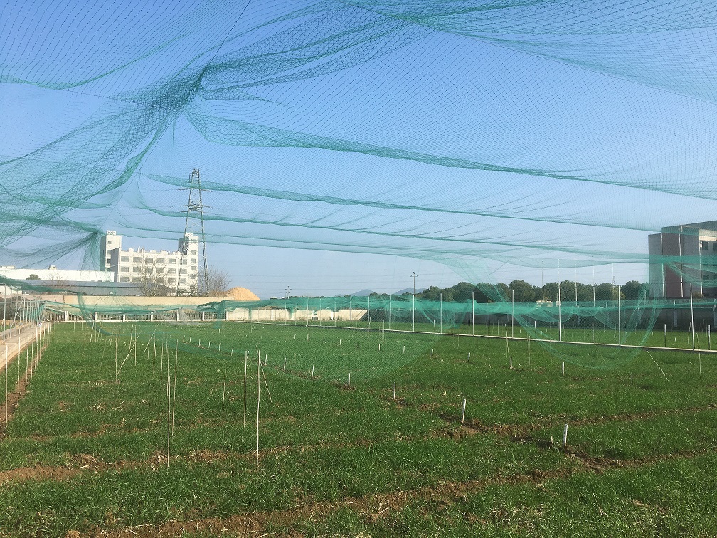 諸暨稻麥原種場